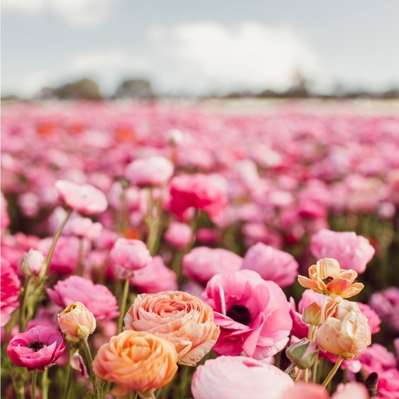 Meet your Posher - Picture 1 of 1